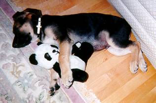 Puppy with Panda